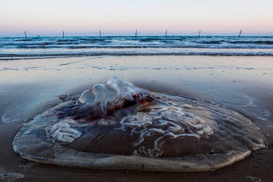 como saber si hay medusas en la playa