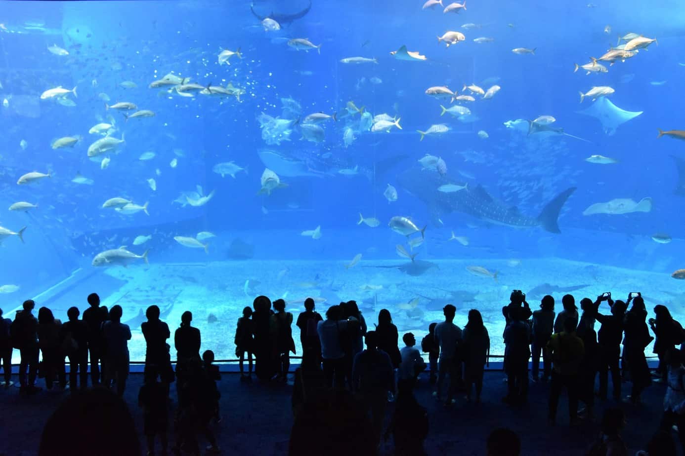 Malta National Aquarium Precio entradas Acuario de Malta