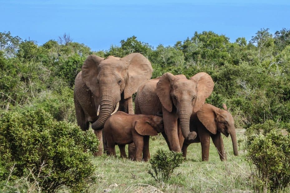 Parque nacional de los Elefantes de Addo: Precio Entradas